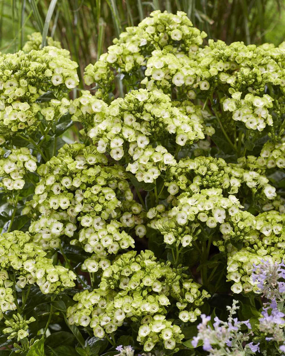 Höstflox 'Orchid Green'